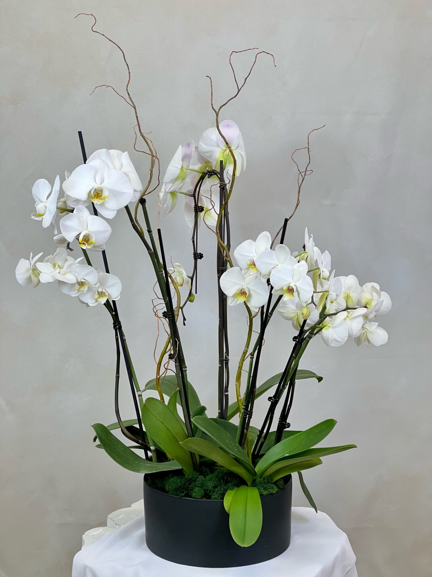 Wild Orchid