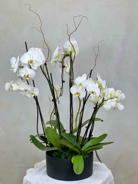 Wild Orchid
