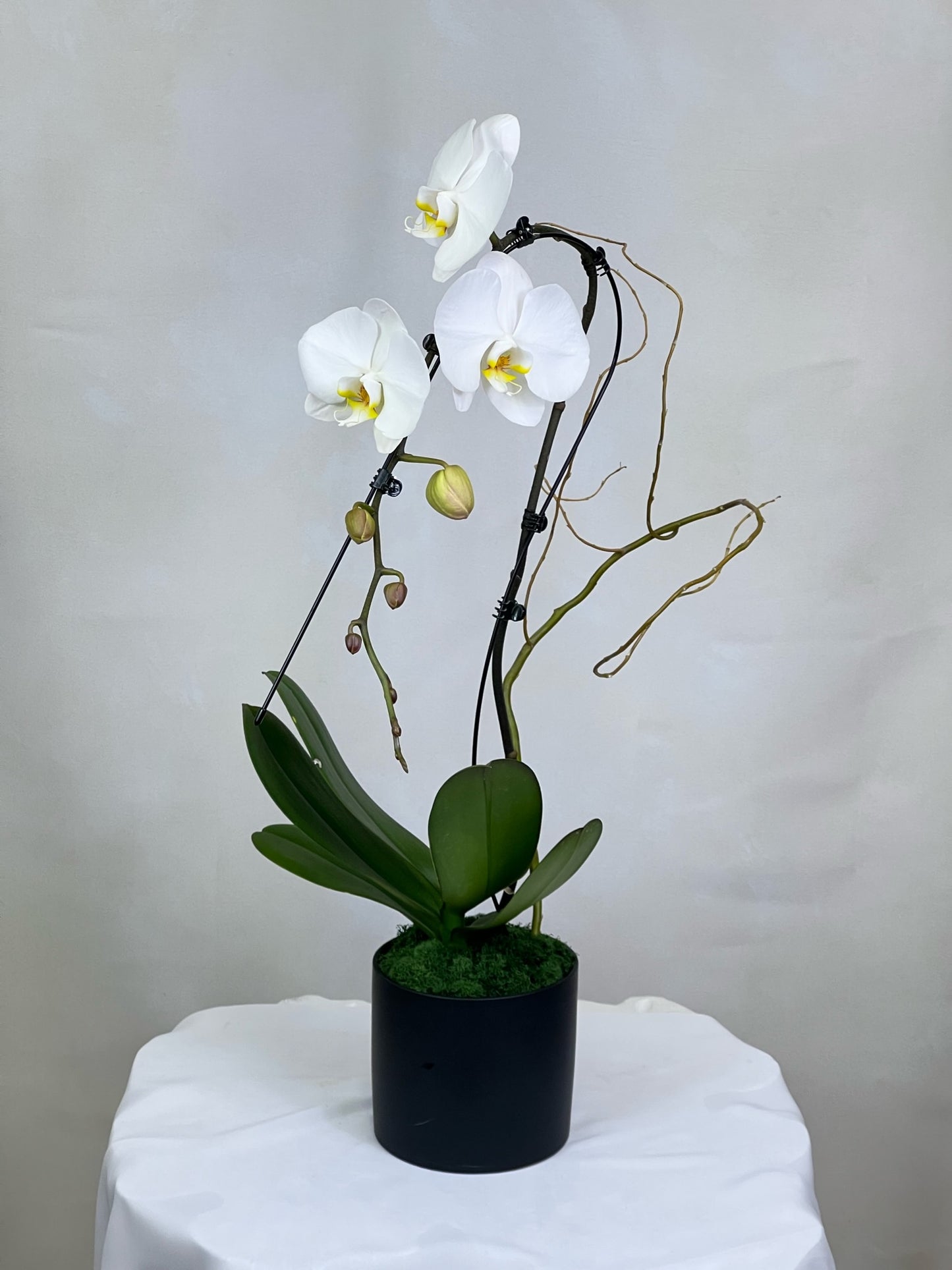 Wild Orchid