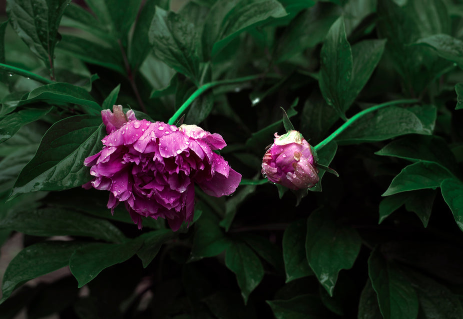 Peonies