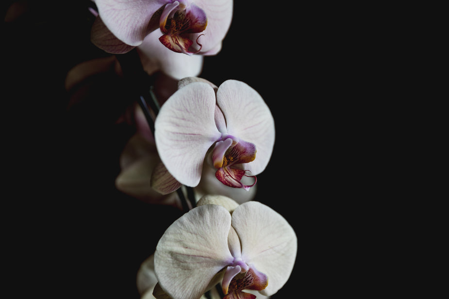 Orchids