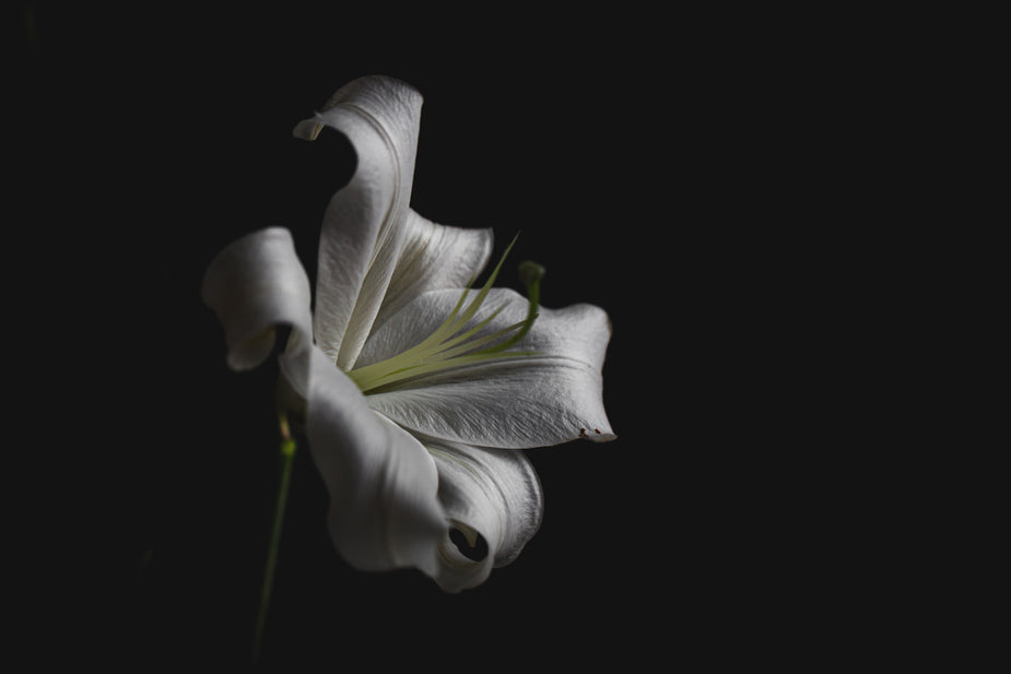 Lilies