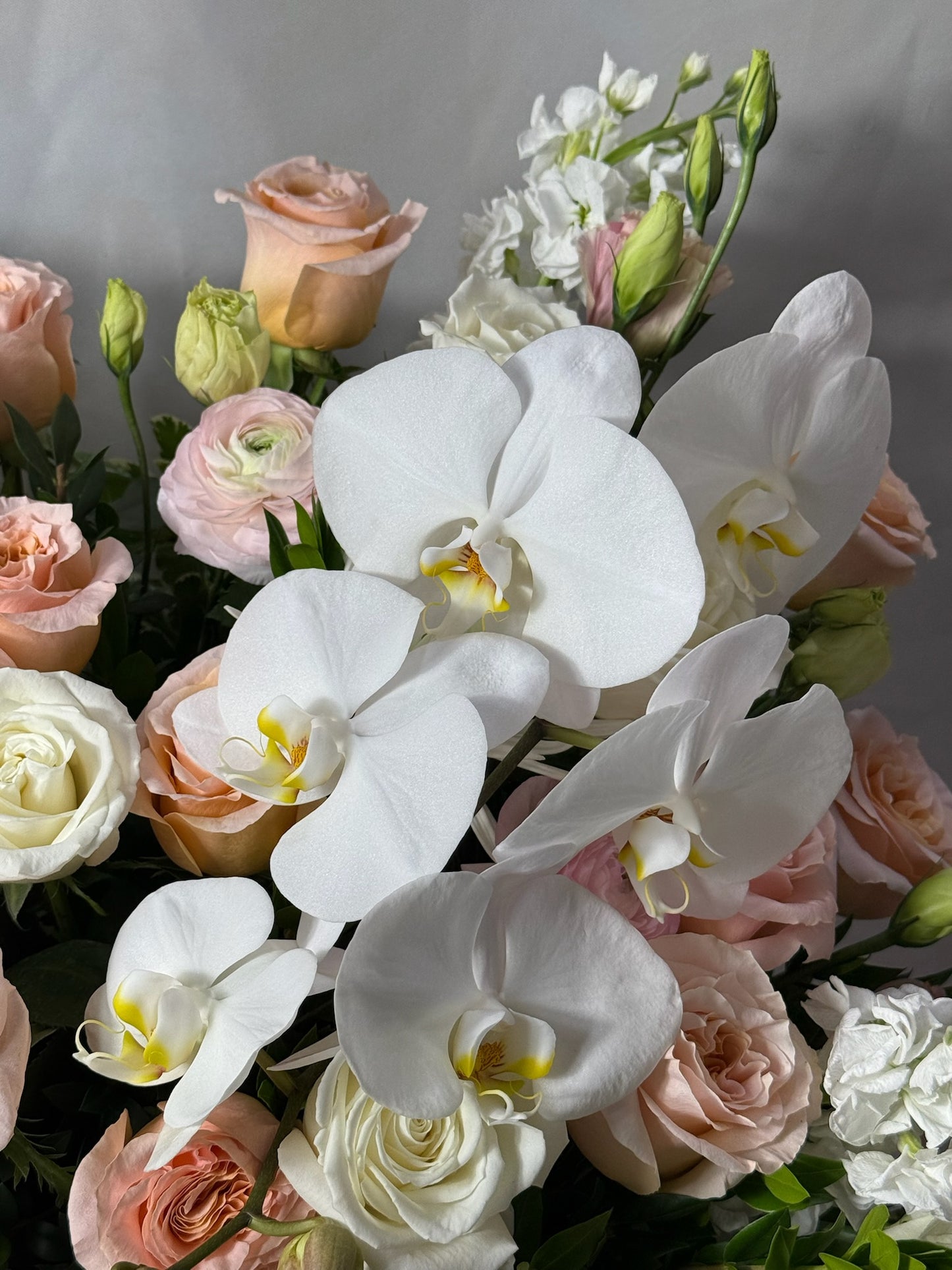 Fleur Royale